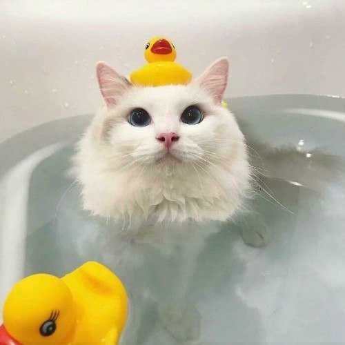 Mèo lông trắng tắm trong bồn nước với vịt cao su.
