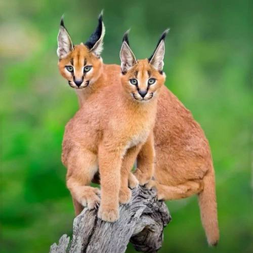 Hình ảnh mèo Caracal