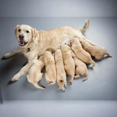 Chó mẹ Golden Retriever đang cho đàn con bú, nằm thư giãn trong không gian sạch sẽ.