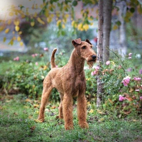 Chó Irish Terrier lông đỏ đứng trong vườn hoa với dáng vẻ tự tin và thanh lịch.