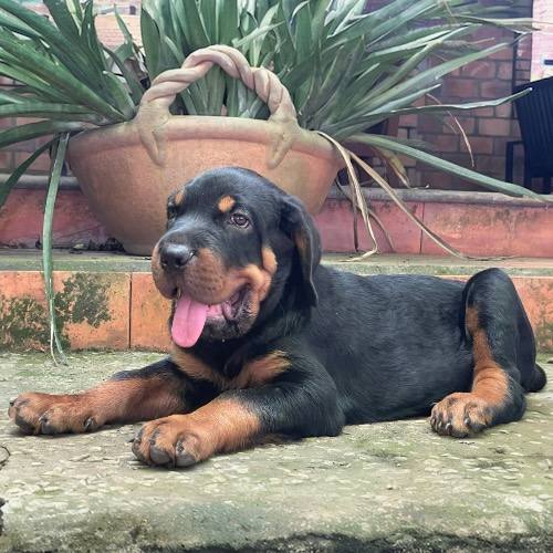 Chó Rottweiler con nằm thư giãn trên sân vườn, với biểu cảm đáng yêu và vui tươi.