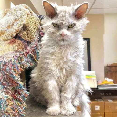 Mèo Selkirk Rex lông xoăn trắng, đôi mắt sáng đầy biểu cảm.